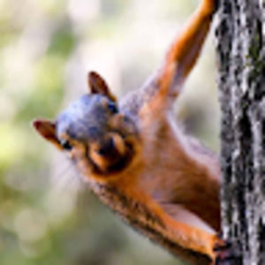 Meet your Posher, Rocket